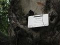 Plaque old and valuable Tree.JPG